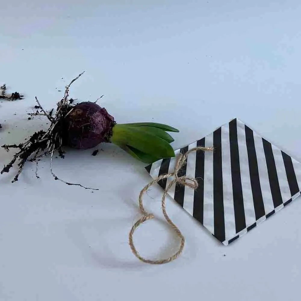 Lente DIY Alkmaar HUISS