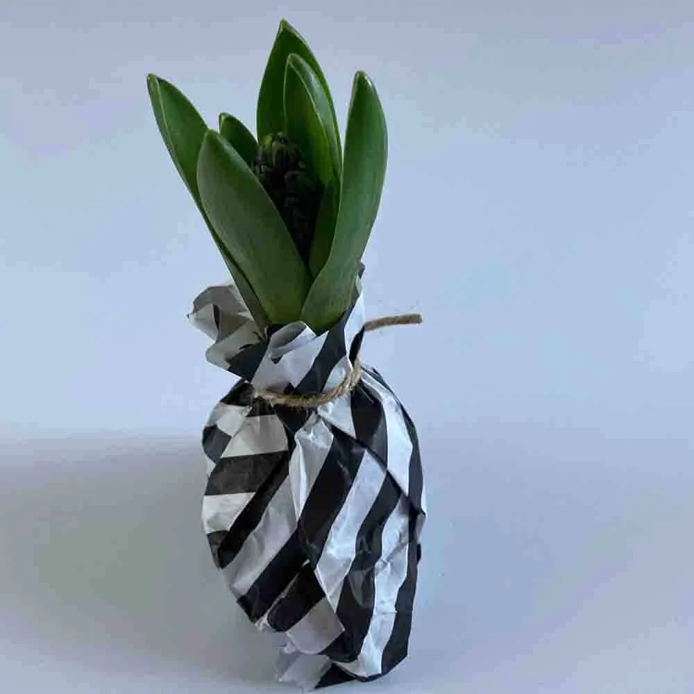 Lente DIY Alkmaar HUISS