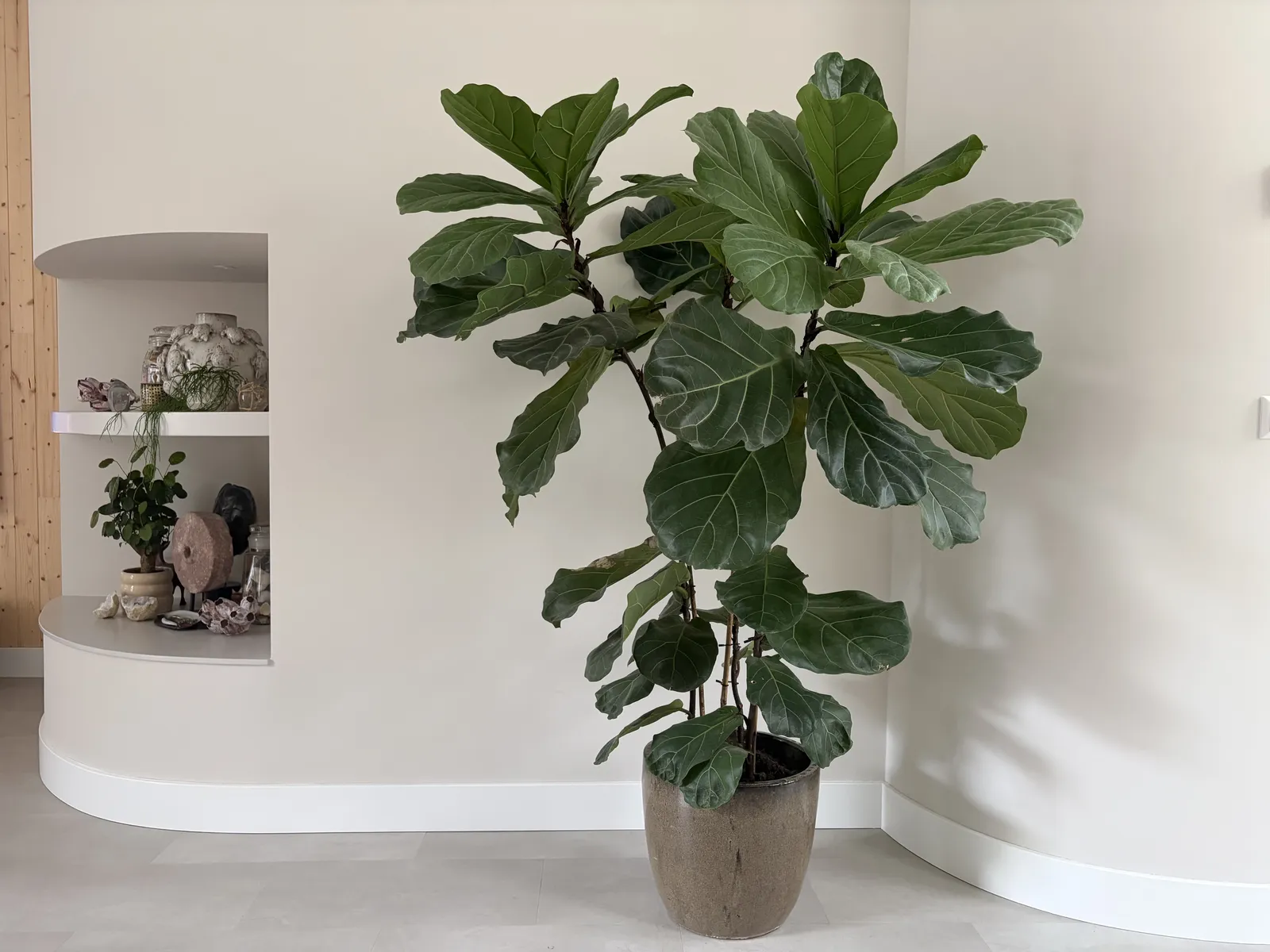 Grote vioolbladplant in een stenen pot in de hoek van de woonkamer, naast een ronde nis met kastjes