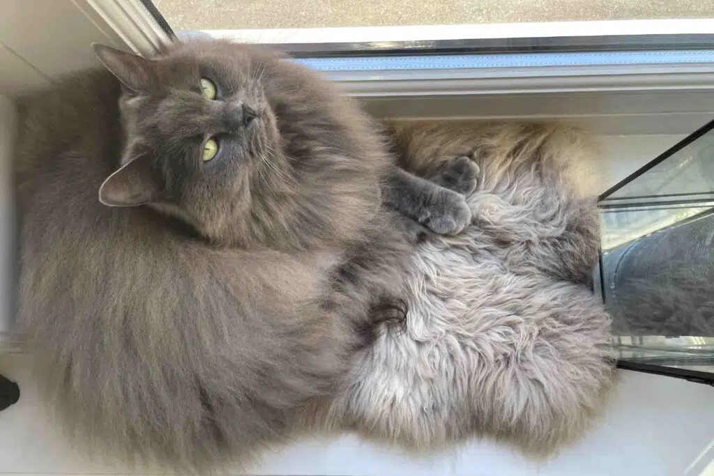 Kat MUISS blog Alkmaar