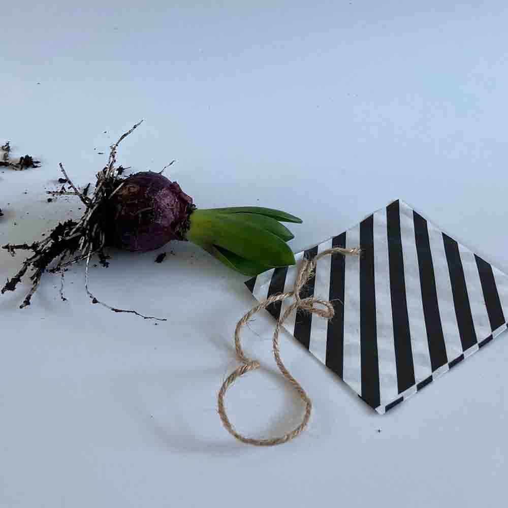 Lente DIY Alkmaar HUISS